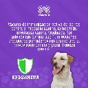 VACUNA_NOBIVAC_DHPPI+RL_SEXTUPLE_01.webp