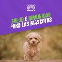 VACUNA_VIRATEC5_PUPPY_05.webp