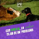 VACUNA_RABISIN_X1_05.webp