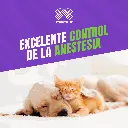 PROPOFOL_200MG_20ML_04.webp