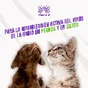 VACUNA_RABICAN_10DOSIS_04.webp