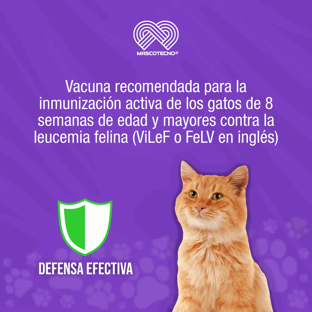 VACUNA_PUREVAX_FELV_01.webp