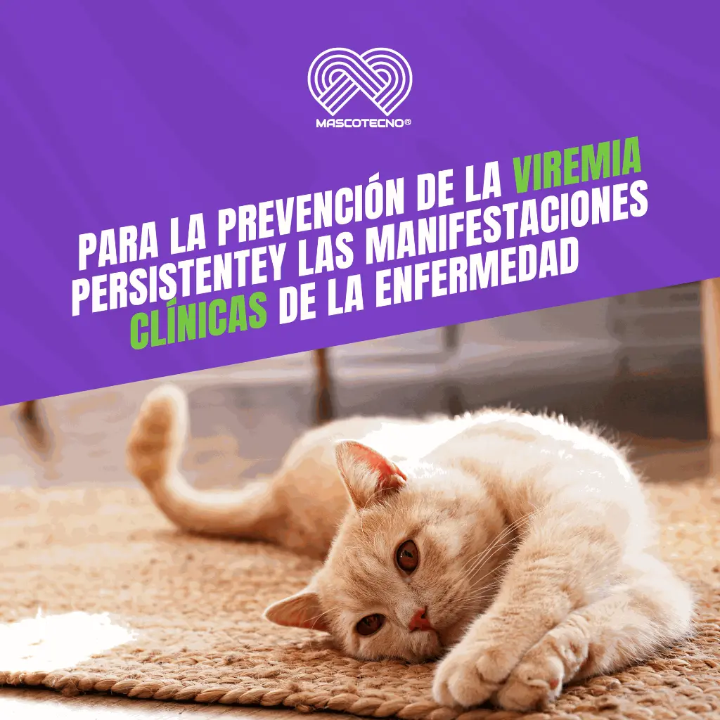 VACUNA_PUREVAX_FELV_04.webp