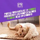 VACUNA_PUREVAX_FELV_04.webp