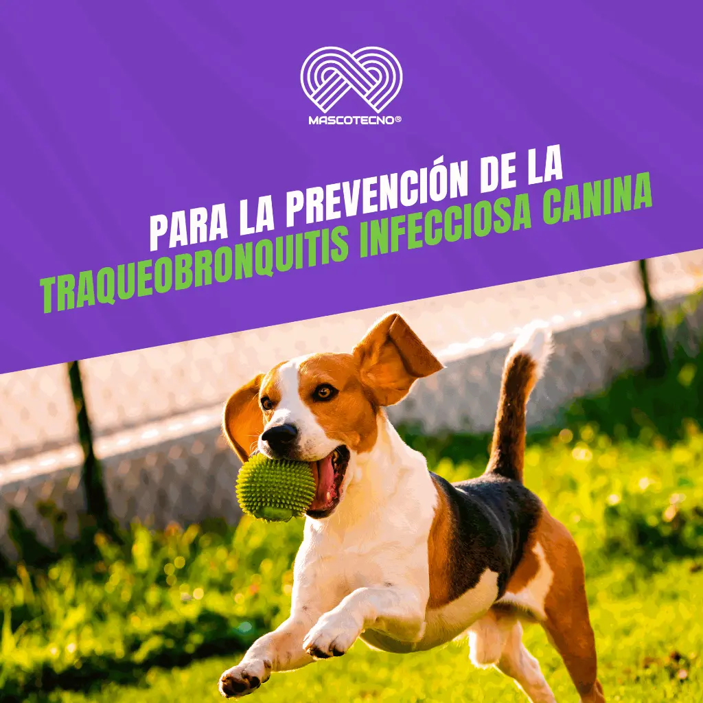 VACUNA_NOBIVAC_INTRATAC_TOS_PERRERA_ORAL_04.webp