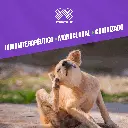 CYTOPOINT_AMPOLLA_20MG_04.webp