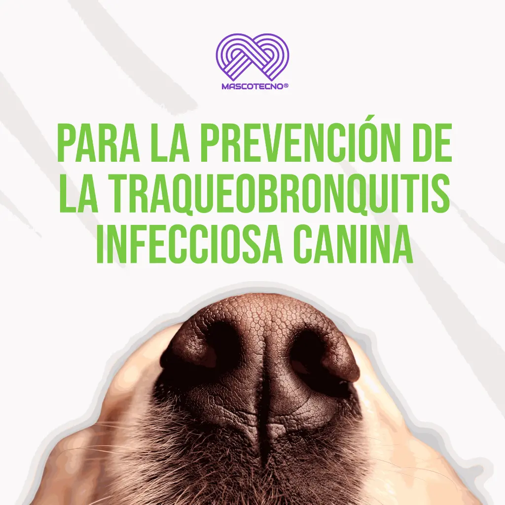 VACUNA_NOBIVAC_KC+J_TOS_PERRERA_NASAL_05.webp