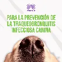 VACUNA_NOBIVAC_KC+J_TOS_PERRERA_NASAL_05.webp