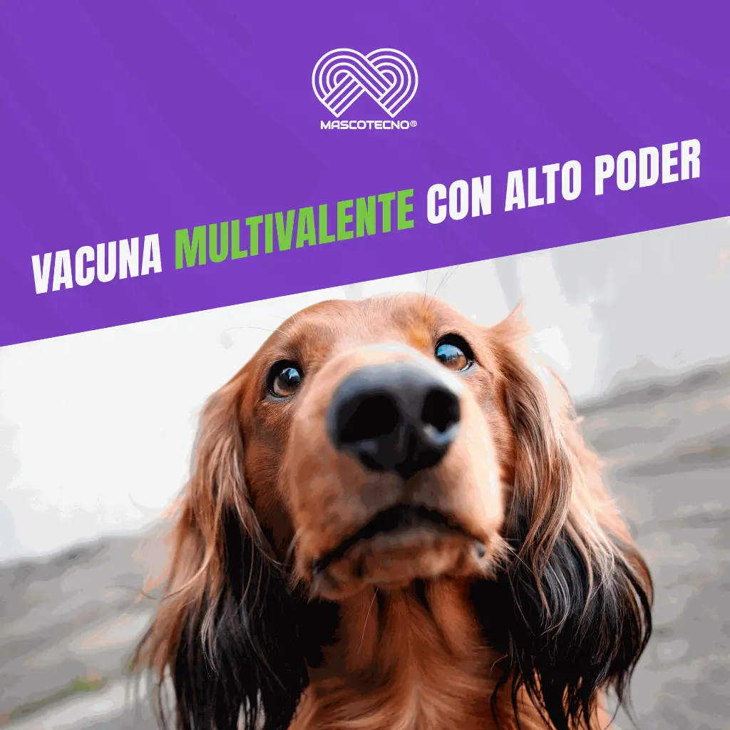 VACUNA_CANIGEN_MHA2_PPIL_QUINTUPLE_05.webp