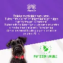 BRAVECTO_TAB2_4.5-10KG_NARANJA_01.webp