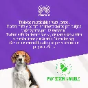 BRAVECTO_TAB3_10-20KG_VERDE_01.webp