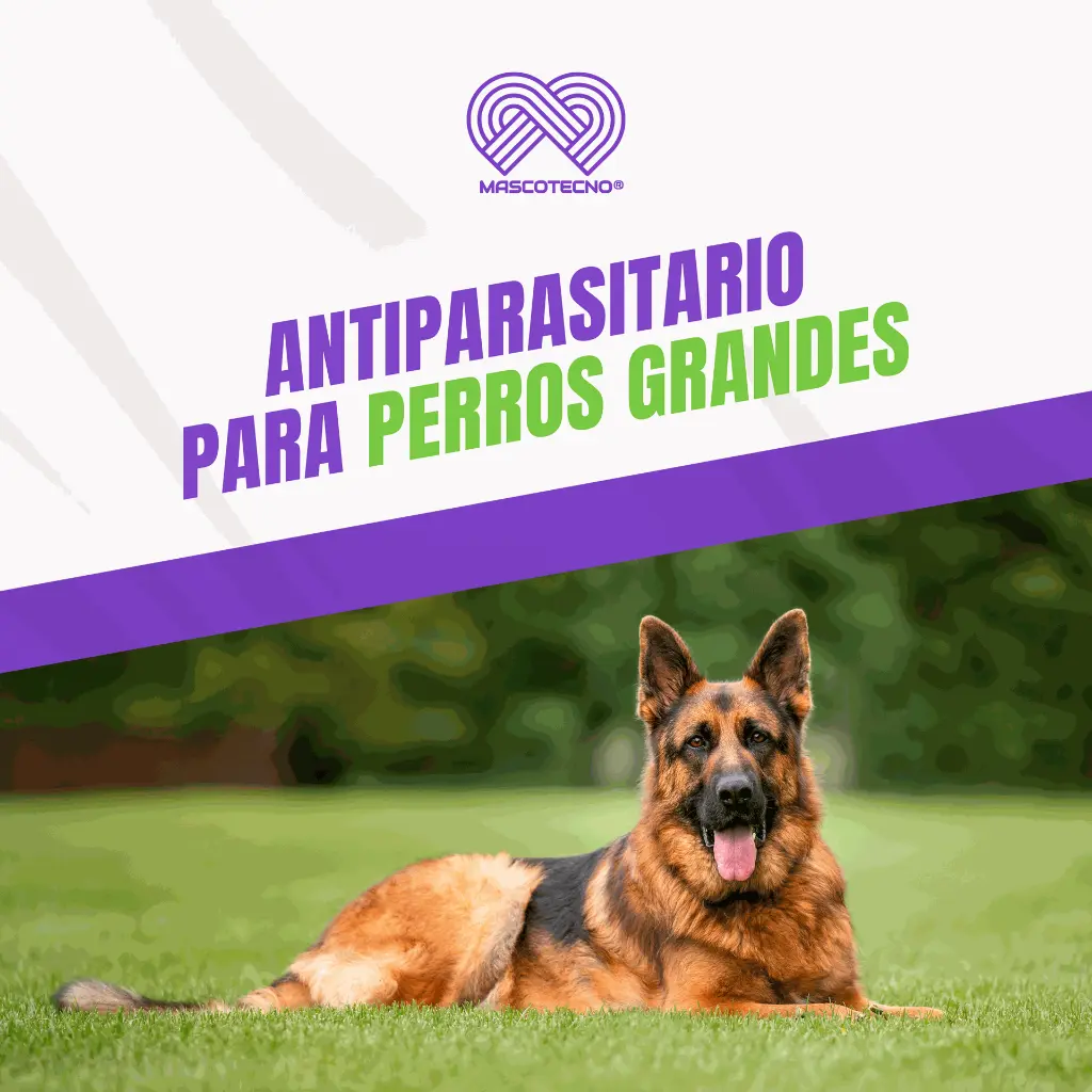 BRAVECTO_TAB4_20-40KG_AZUL_04.webp