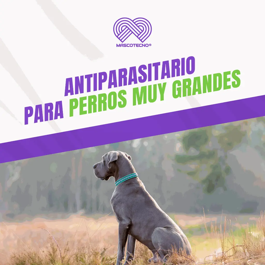 BRAVECTO_TAB5_40-56KG_FUCSIA_04.webp