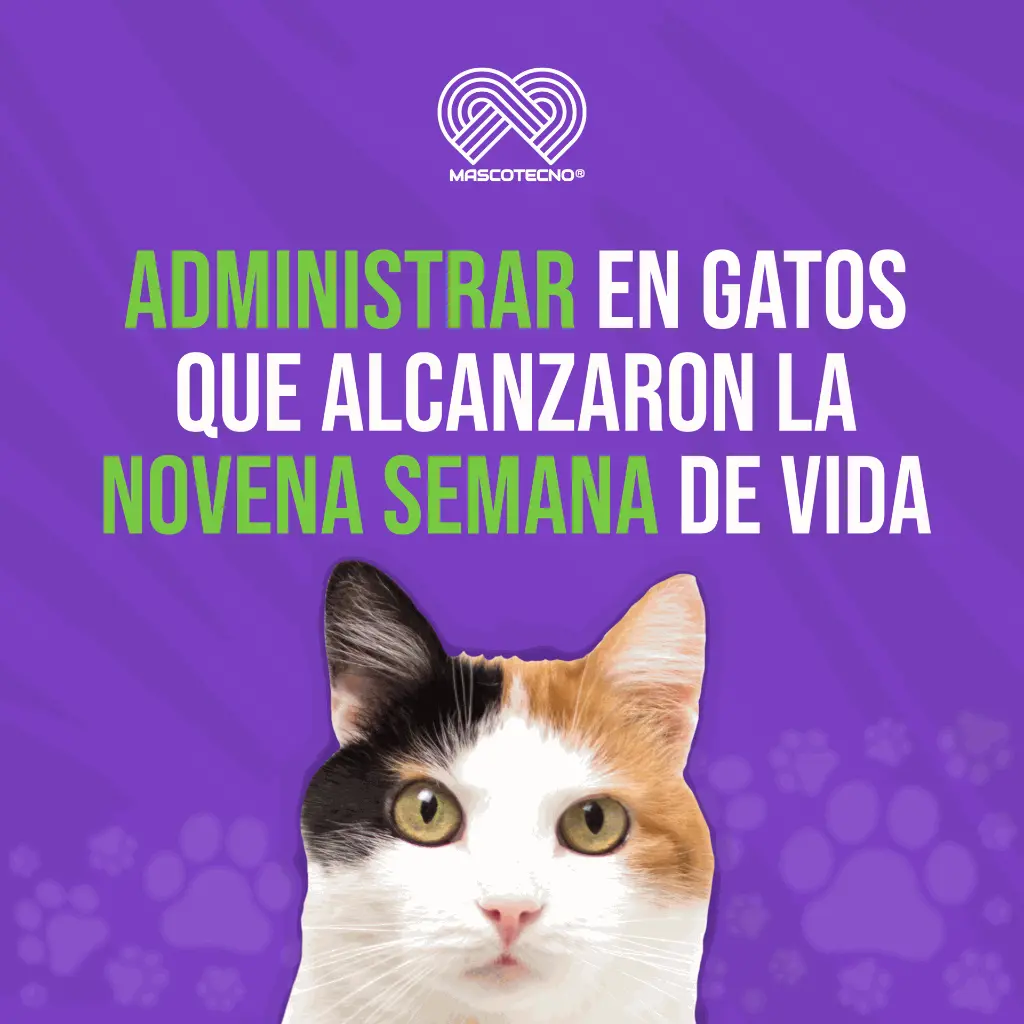 ADVOCATE_GATOS_8KG_1UND_05.webp