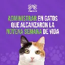 ADVOCATE_GATOS_8KG_1UND_05.webp