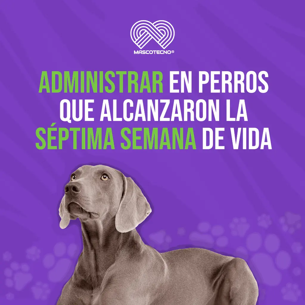 ADVOCATE_PERROS_+25KG_05.webp