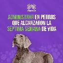 ADVOCATE_PERROS_+25KG_05.webp