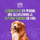 ADVOCATE_PERROS_10-25KG_05.webp