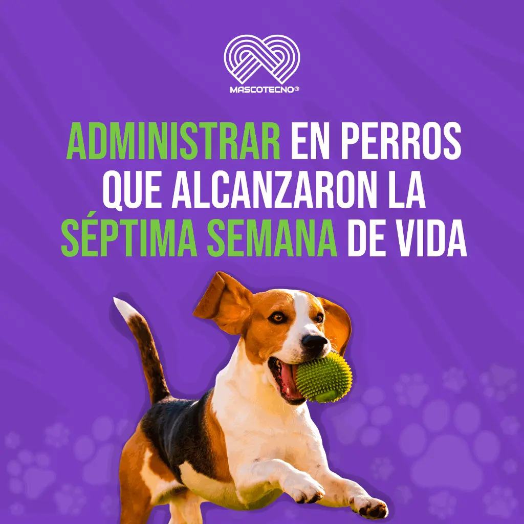 ADVOCATE_PERROS_4-10KG_05.webp