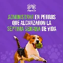 ADVOCATE_PERROS_4-10KG_05.webp