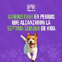 ADVOCATE_PERROS_4KG_05.webp