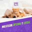 ZOLETIL50_5ML_05.webp