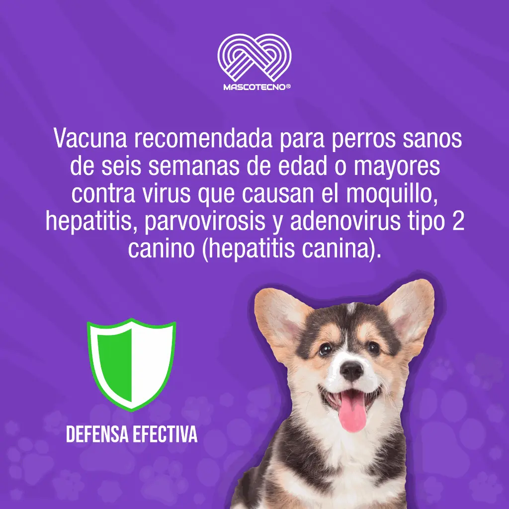 VACUNA_RECOMBITEK_C3_PUPPY_01.webp