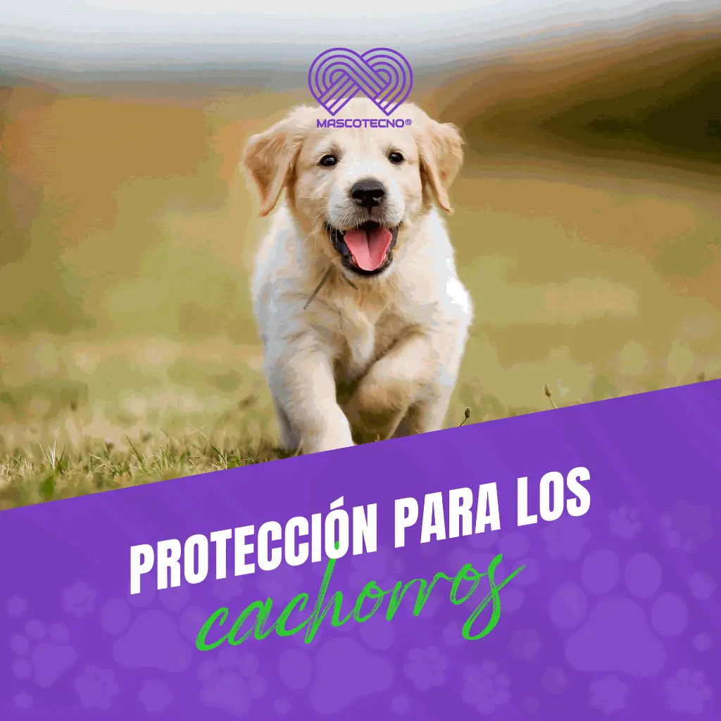 VACUNA_RECOMBITEK_C3_PUPPY_05.webp