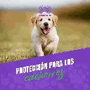 VACUNA_RECOMBITEK_C3_PUPPY_05.webp