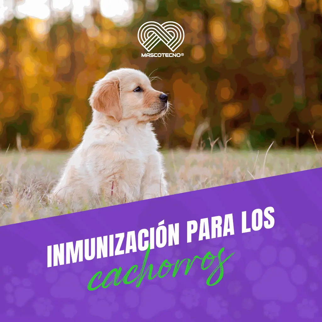 VACUNA_INMUNOVAX_DPA2_PUPPY_05.webp