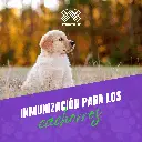 VACUNA_INMUNOVAX_DPA2_PUPPY_05.webp