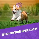 VACUNA_CANIGEN_PUPPY_05.webp