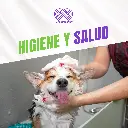 SHAMPOO_PETLIFE_DERMOHIDRATANTE_250ML_04.webp