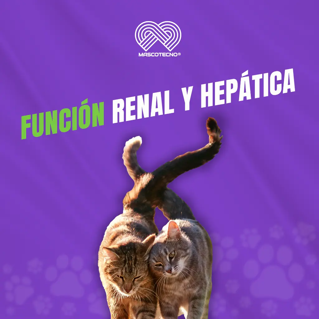 RENAL_BALANCE_CATS_60TABS_06.webp