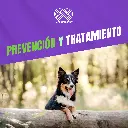 TOTAL_F_LC_PERRO_MEDIANO_2UND_06.webp