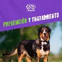 TOTAL_F_LC_PERRO_GRANDE_3UND_06.webp