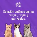 FRONIL_GATOS_0,5ML_01.webp