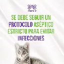 SONDA_URINARIA_FELINA_03.webp