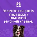 VACUNA_INMUNOVAX_PARVOVIRUS_CANINOS_01.webp