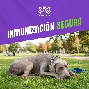 VACUNA_INMUNOVAX_PARVOVIRUS_CANINOS_04.webp