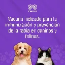 VACUNA_INMUNOVAX_RABIA_01.webp
