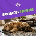 VACUNA_INMUNOVAX_RABIA_04.webp