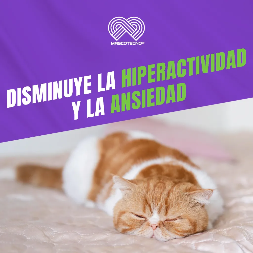 PASSIVAL_LES_30ML_GATOS_05.webp
