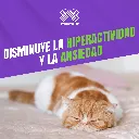 PASSIVAL_LES_30ML_GATOS_05.webp