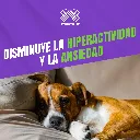 PASSIVAL_LES_30ML_PERROS_05.webp