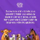 FLATIVET_120ML_01.webp