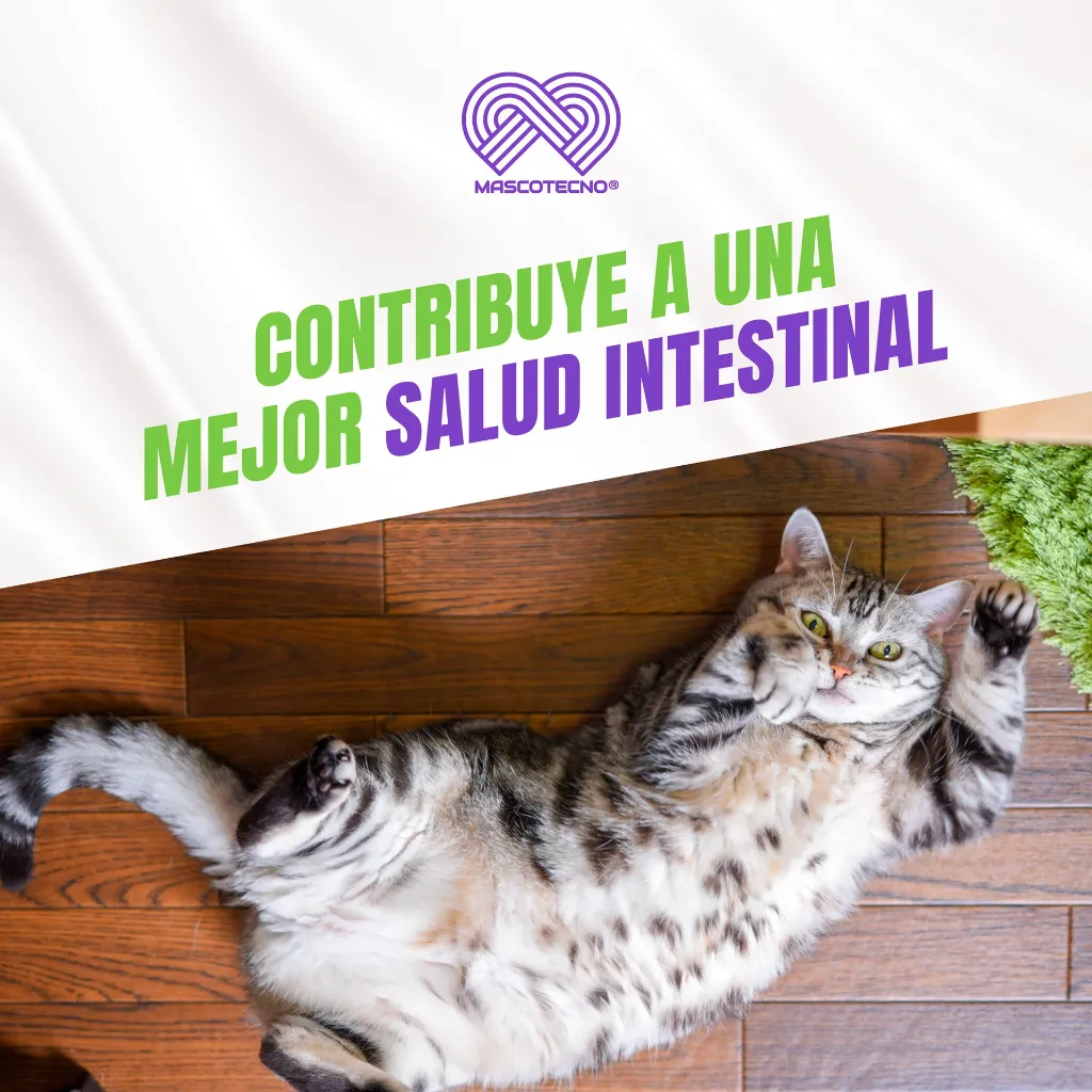 FELINNEX_2TABS_04.webp