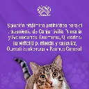 OFTAPROC_C_10ML_01.webp