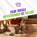 SINPULGAR_205.9MG_6TABS_04.webp