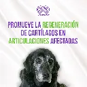 ARTRICAN_50TABS_04.webp